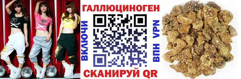 дарнет шоп  Десногорск  Псилоцибиновые грибы Psilocybine cubensis 